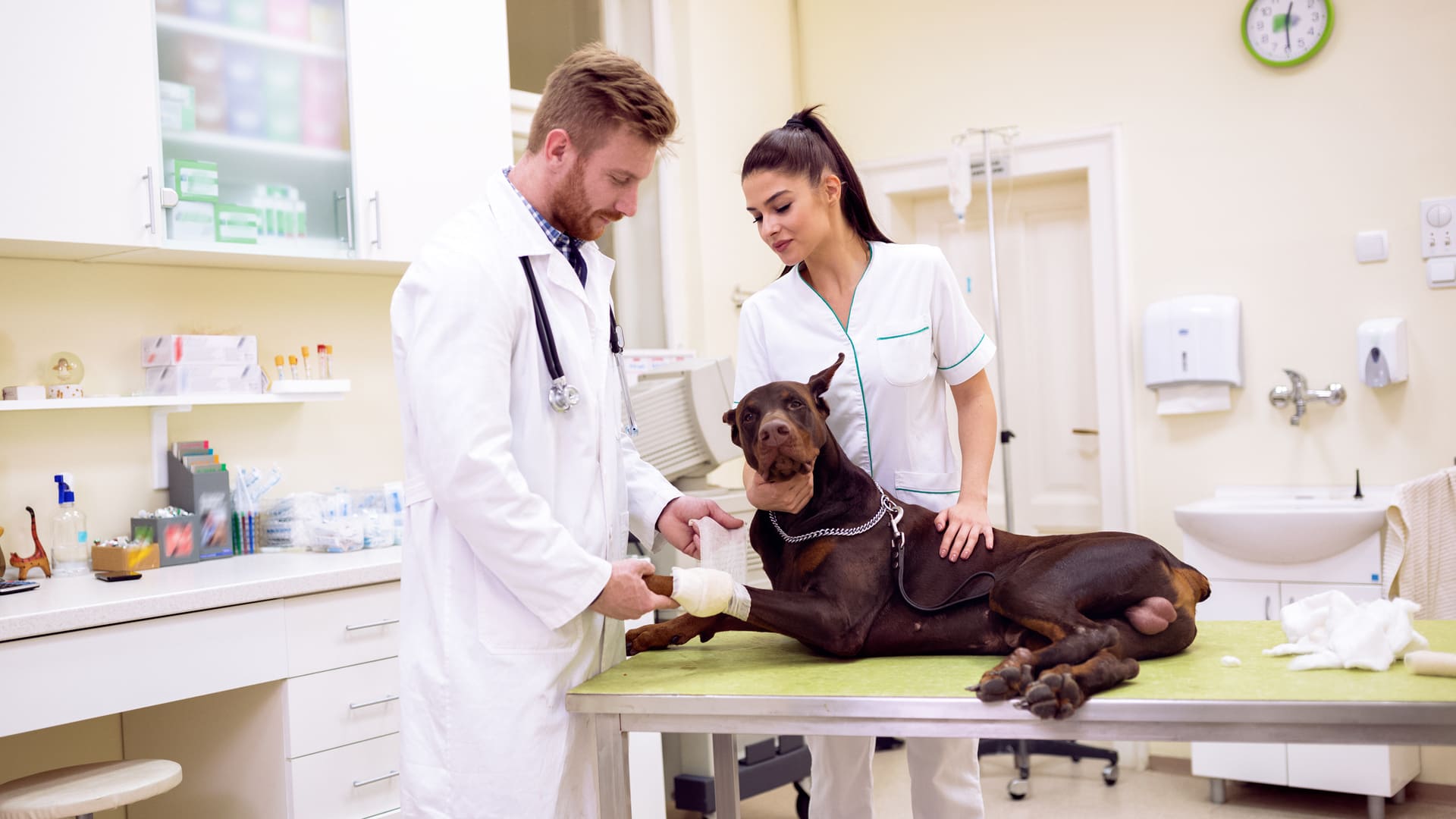 Guide conseils sécurité animaux