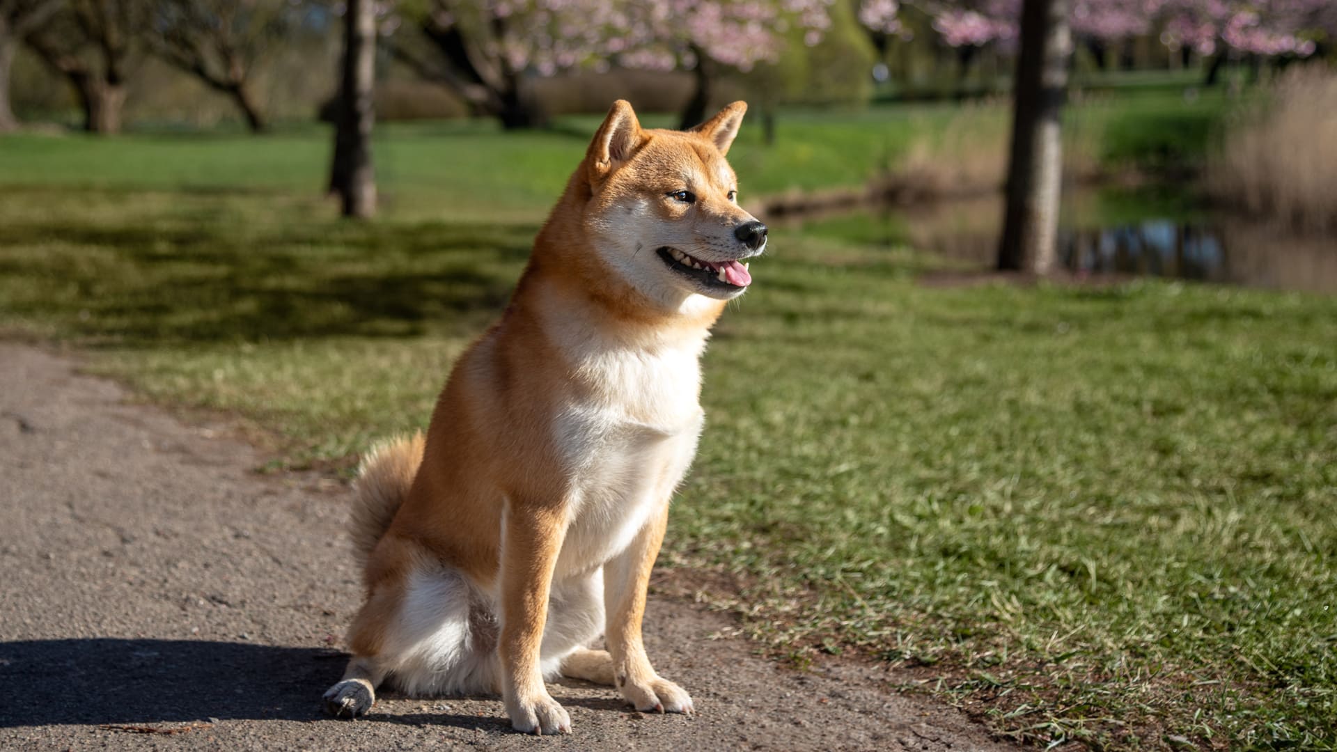Quelle assurance souscrire pour un akita inu