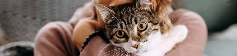 Assurance chat en fonction de la race