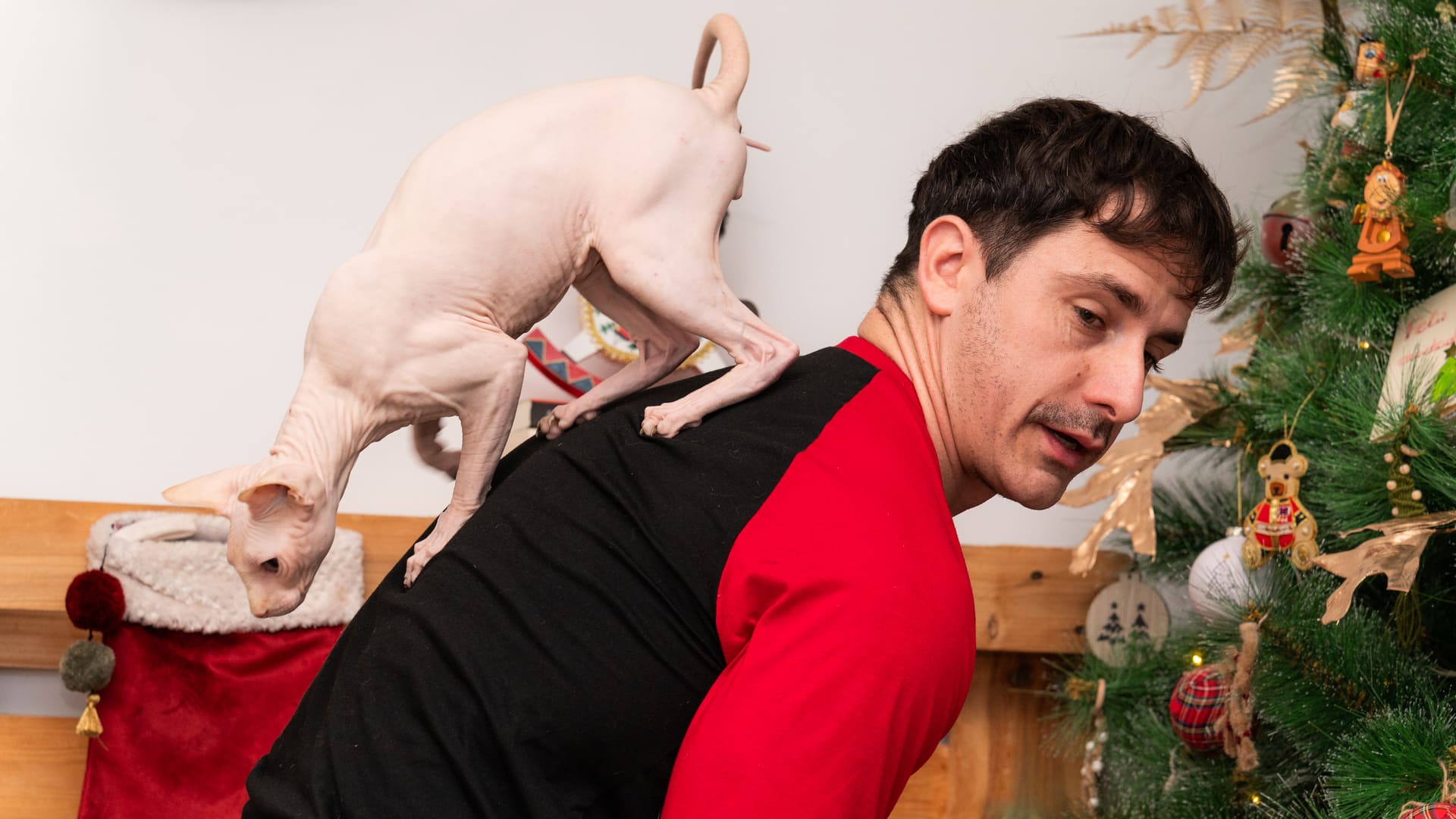 assurance pour un chat sphynx