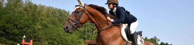 assurance cheval de sport
