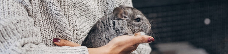 Assurance pour chinchilla