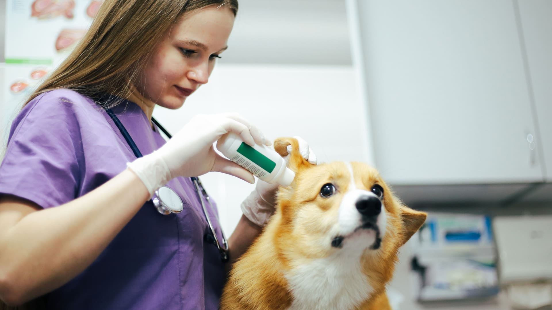 assurance chien moins chère