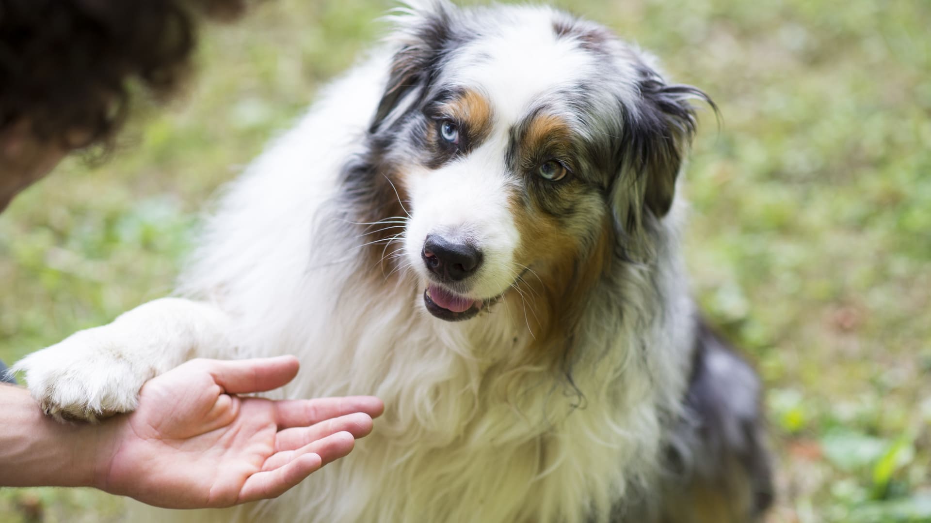 assurance animaux pour un berger australien