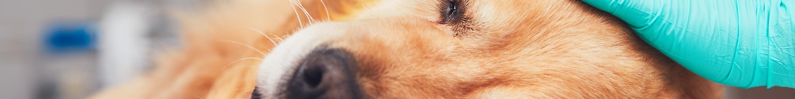 Un bilan santé annuel est nécessaire pour préserver la santé de son animal de compagnie