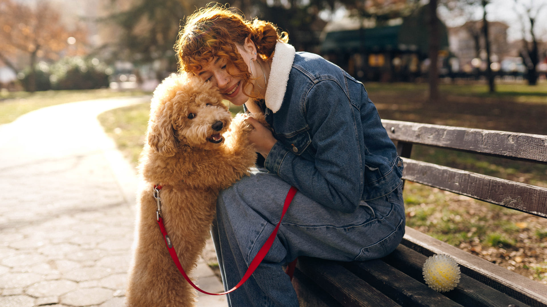 Assurance chien caniche