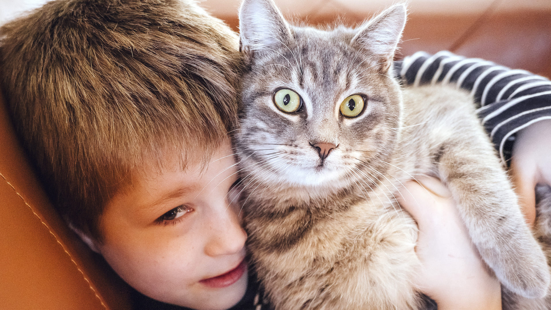 mutuelle chat européen