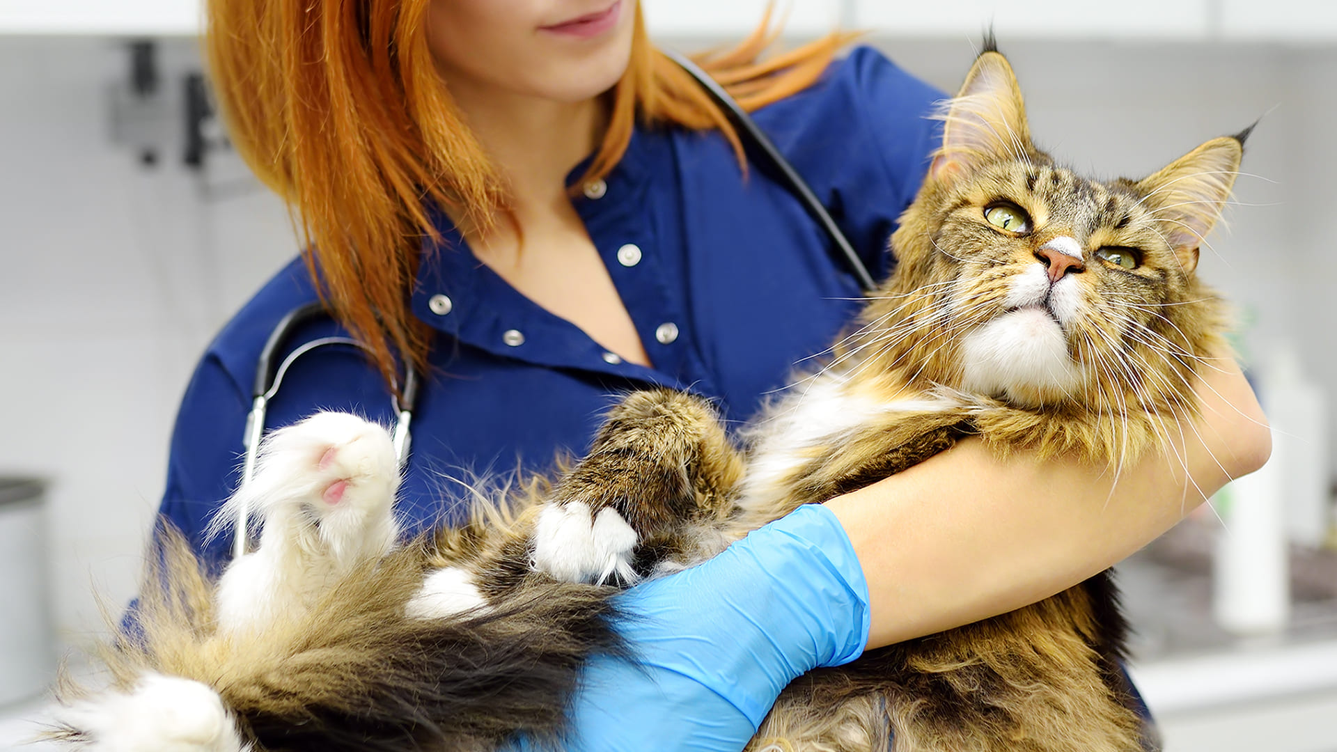 Assurance chat maine coon