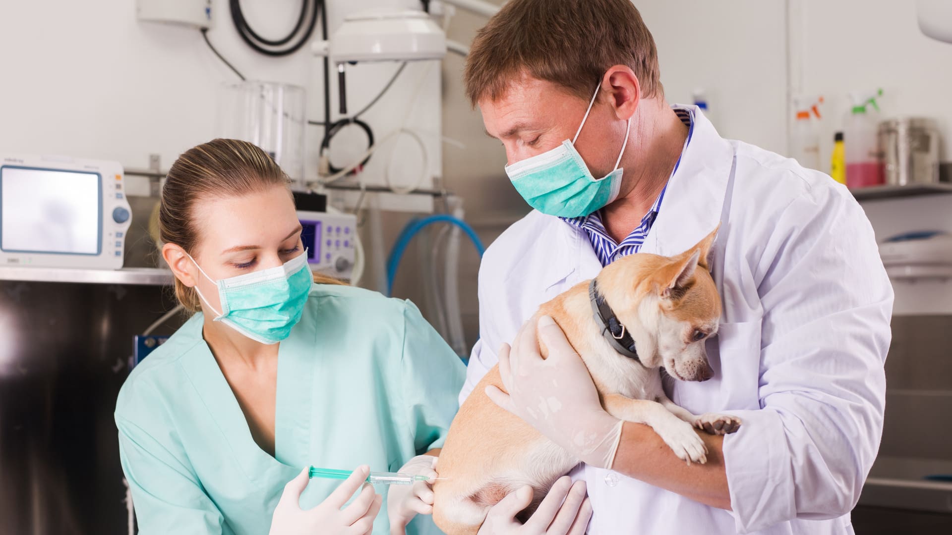 Les maladies chez le chien