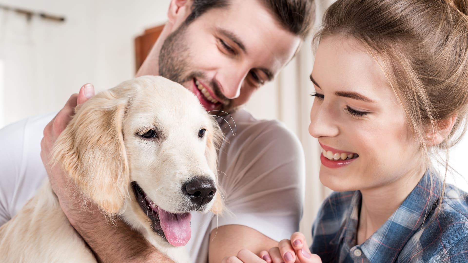 Comparatif des assurances pour chien