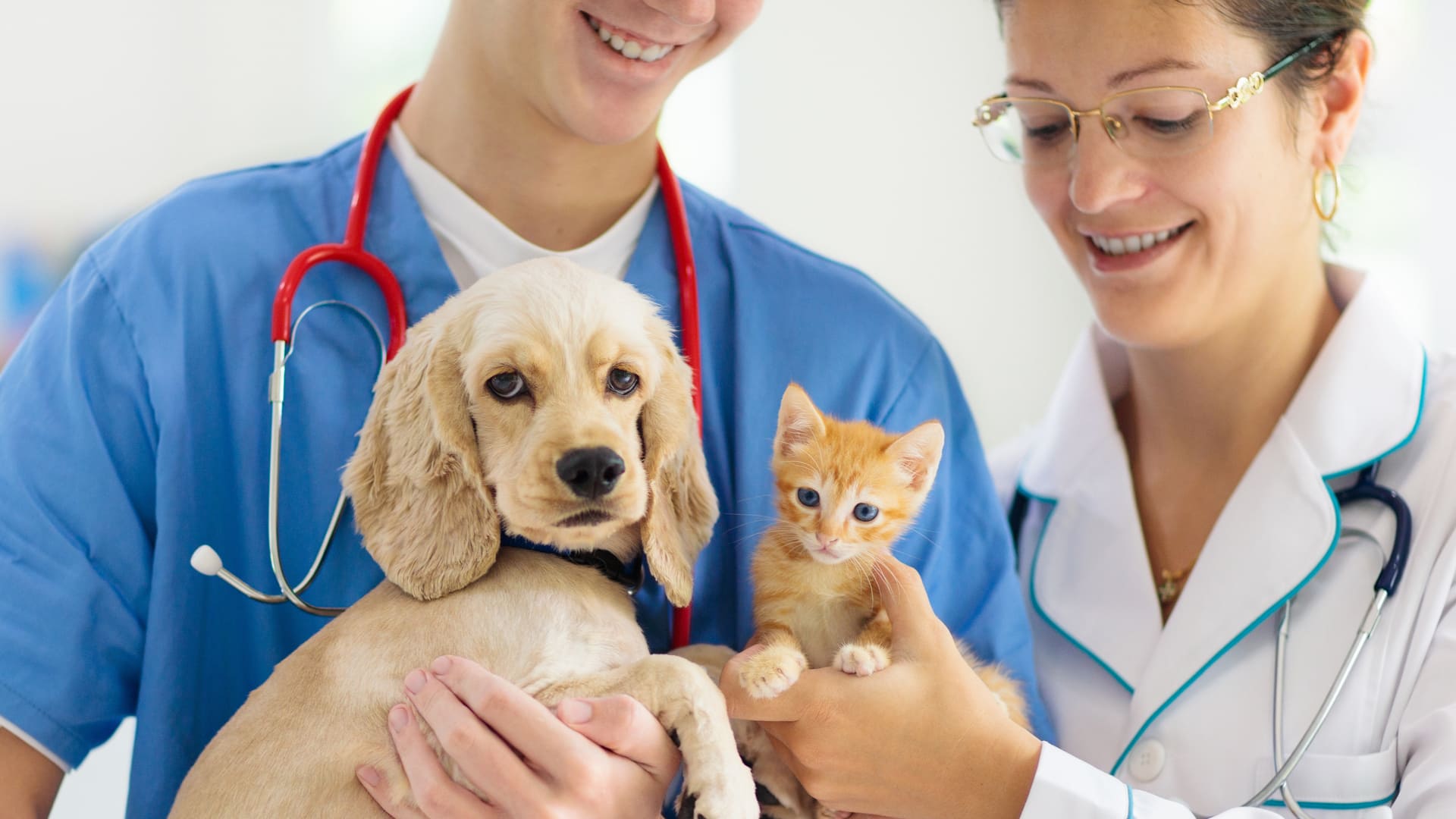 Critères pour assurer son animal de compagnie