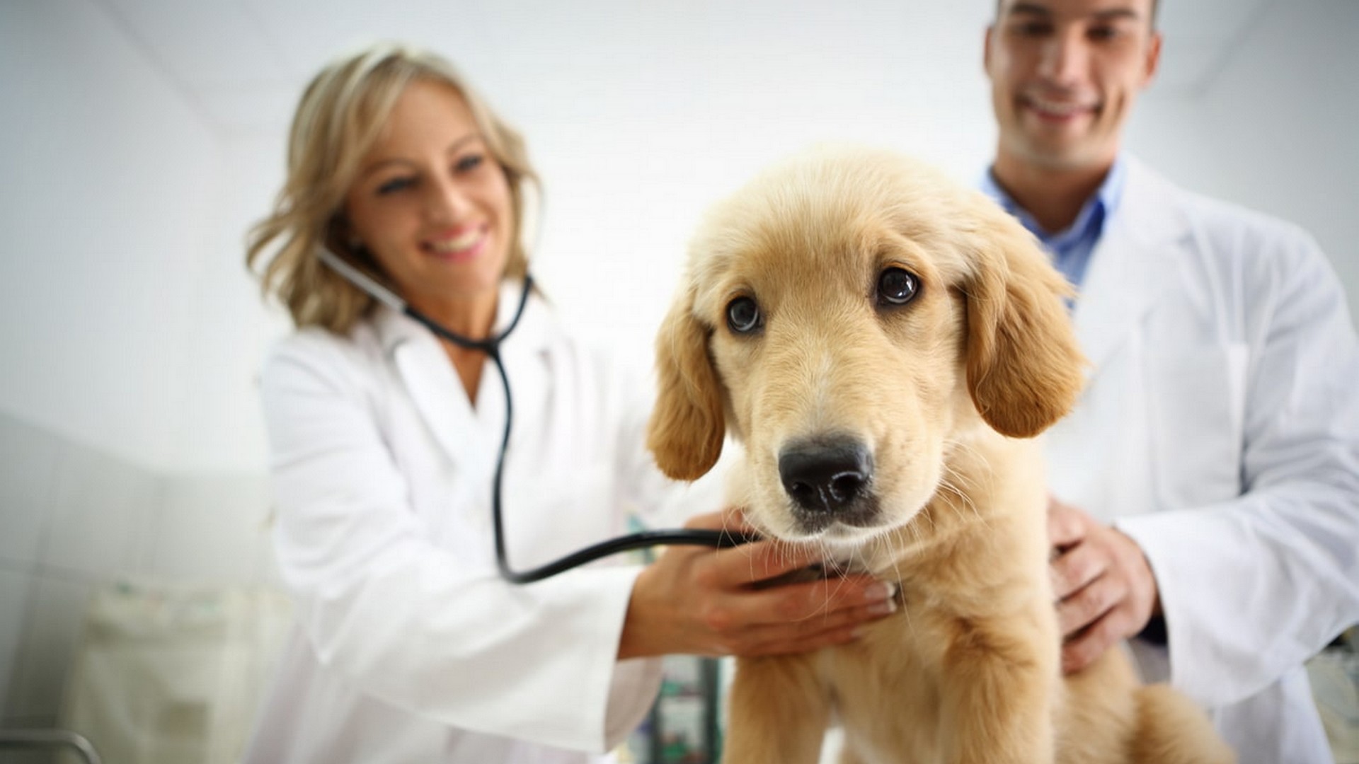 Figo lance une assurance animale innovante couvrant les maladies héréditaires