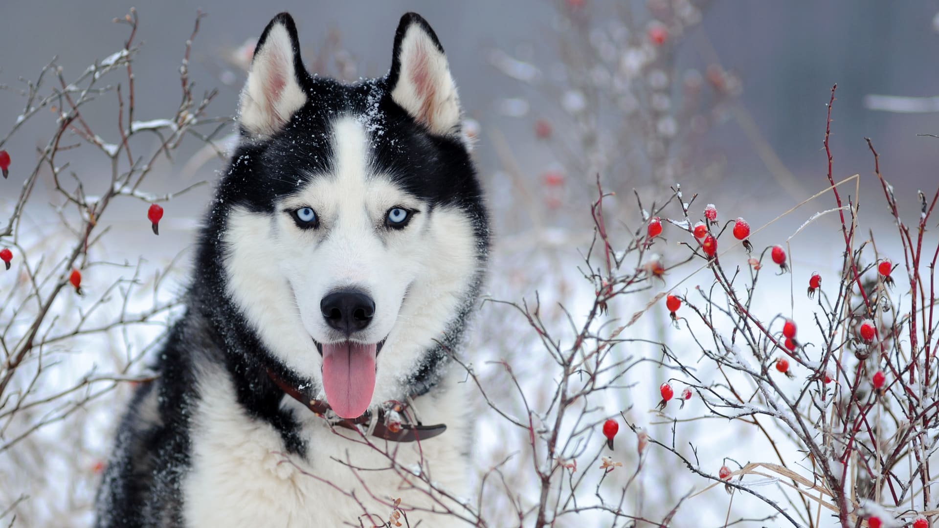 husky, assurance animaux, mutuelle animaux