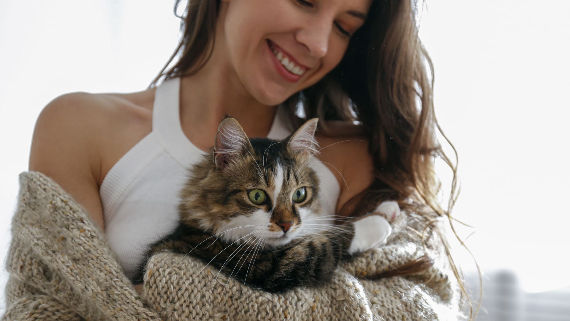 Meilleure assurance chat