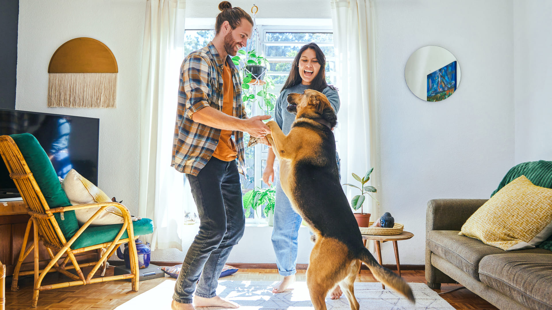 Meilleure assurance chien