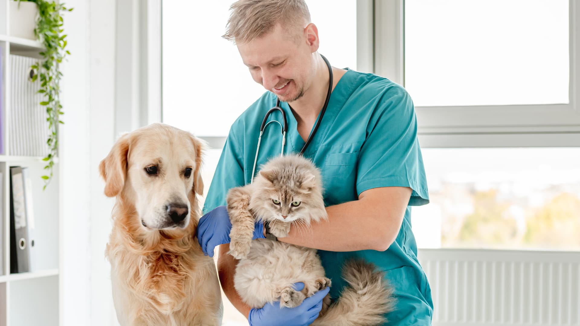 souscrire la meilleure assurance animaux 