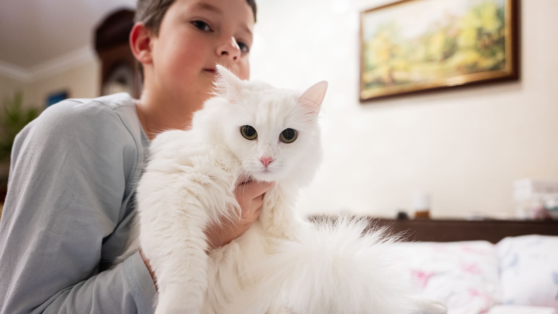 assurance pour un chat angora