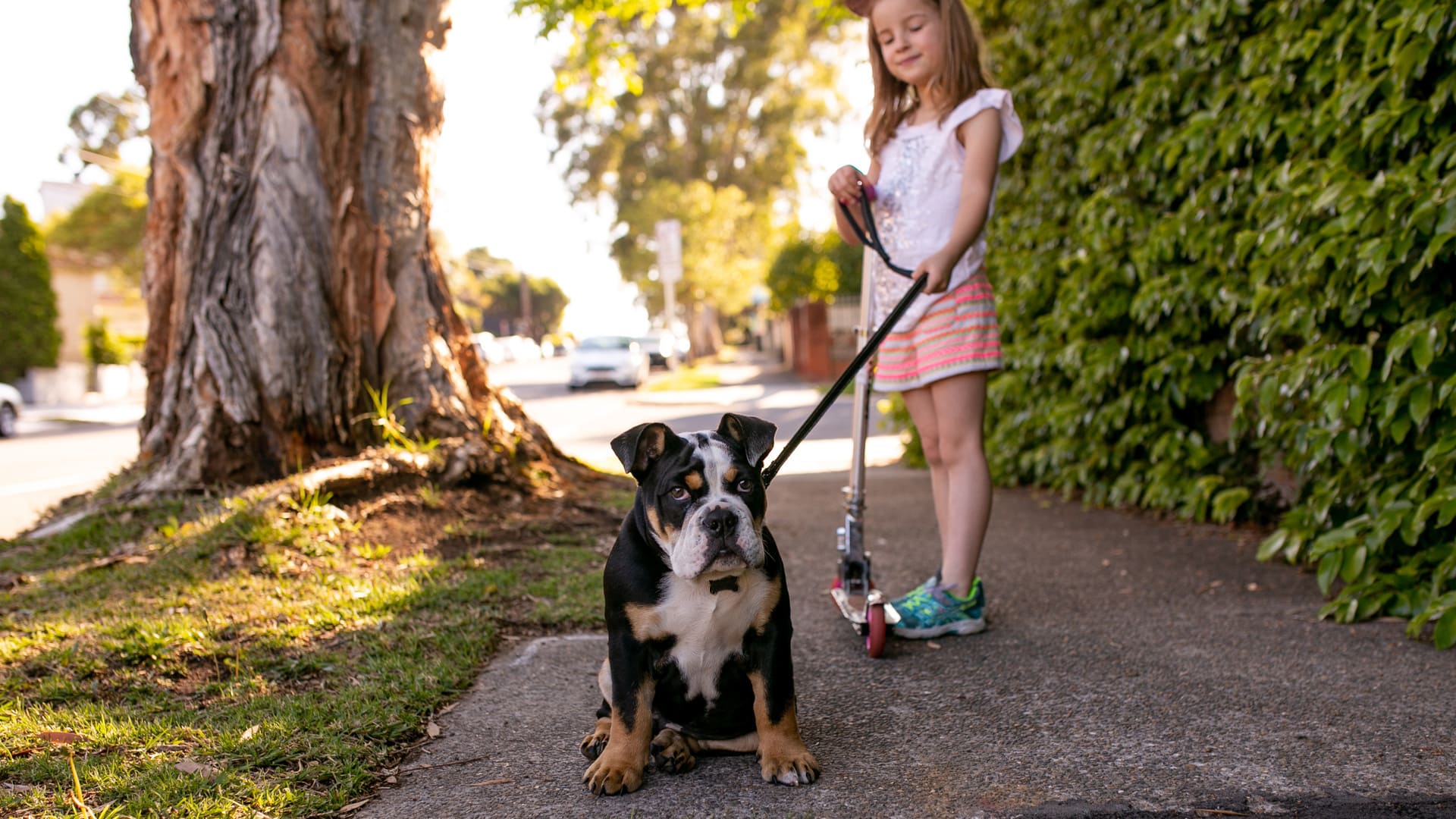 assurance animaux en France