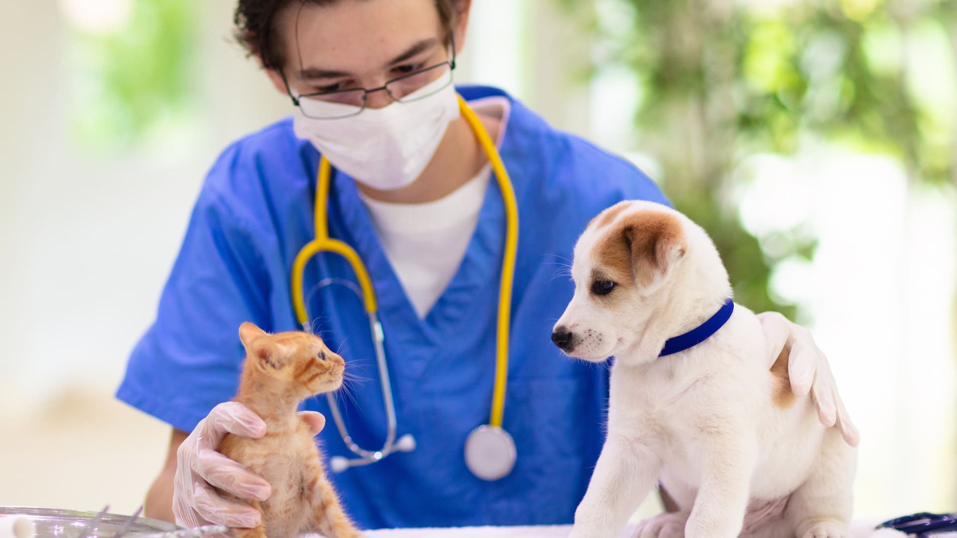 Mutuelle animaux sans délai de carence