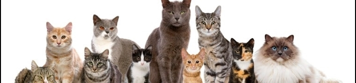 assurance chat pas chère