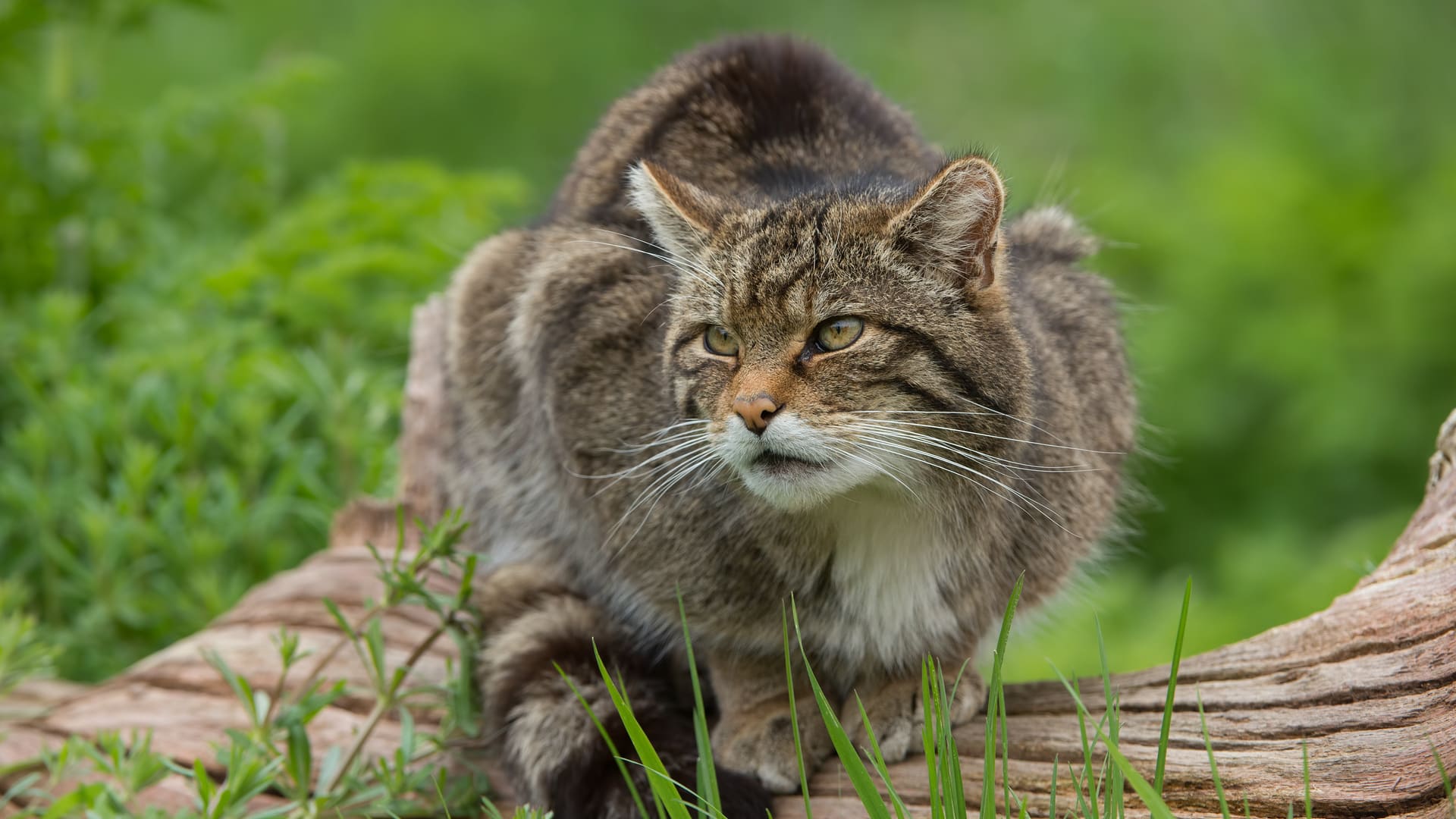highlang lynx, assurance animaux, mutuelle animaux 