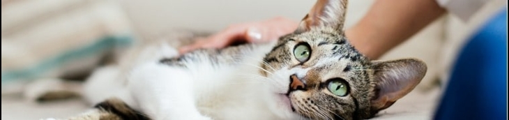 prix d'assurance pour chat