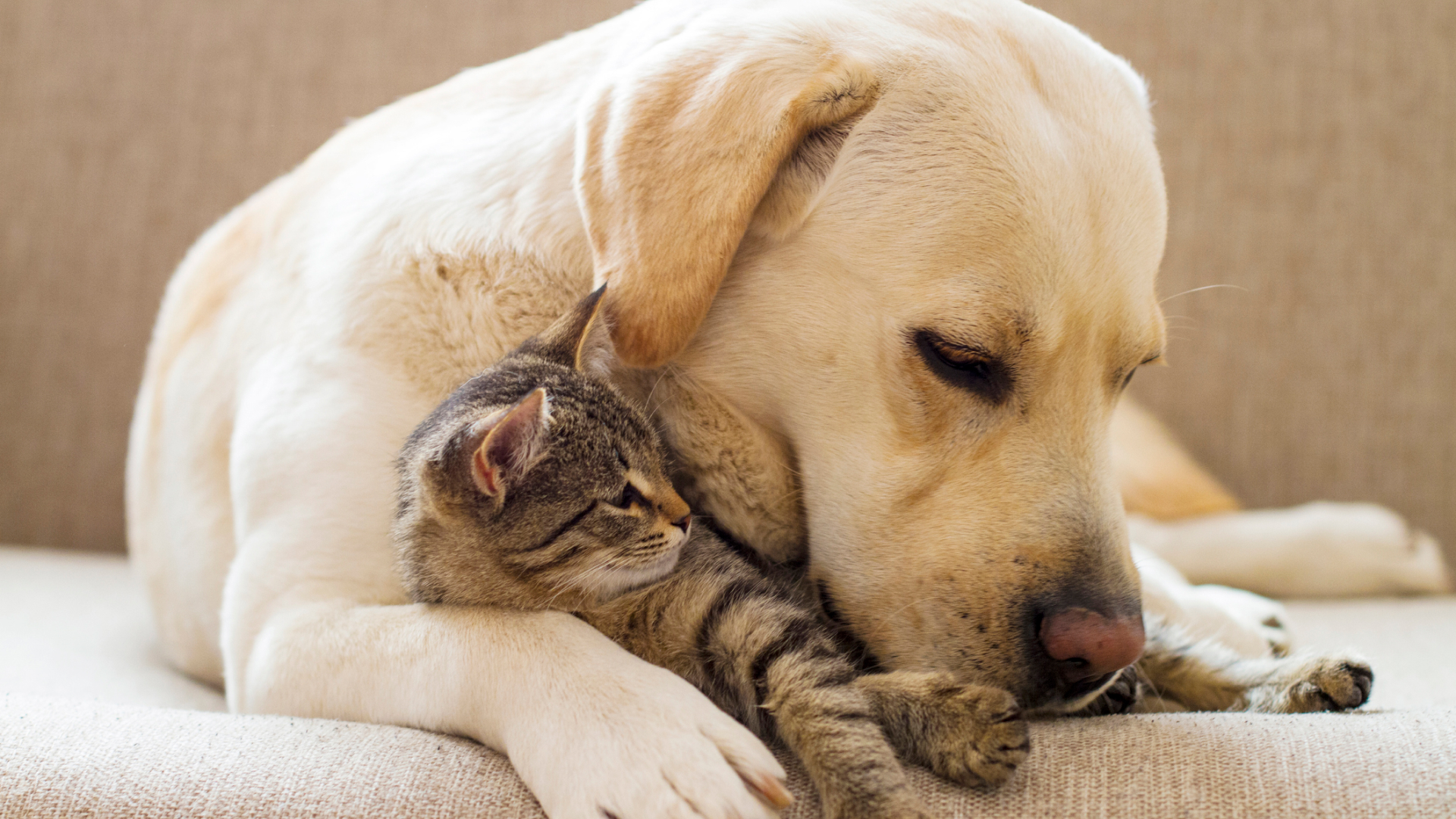 Résiliation assurance animaux