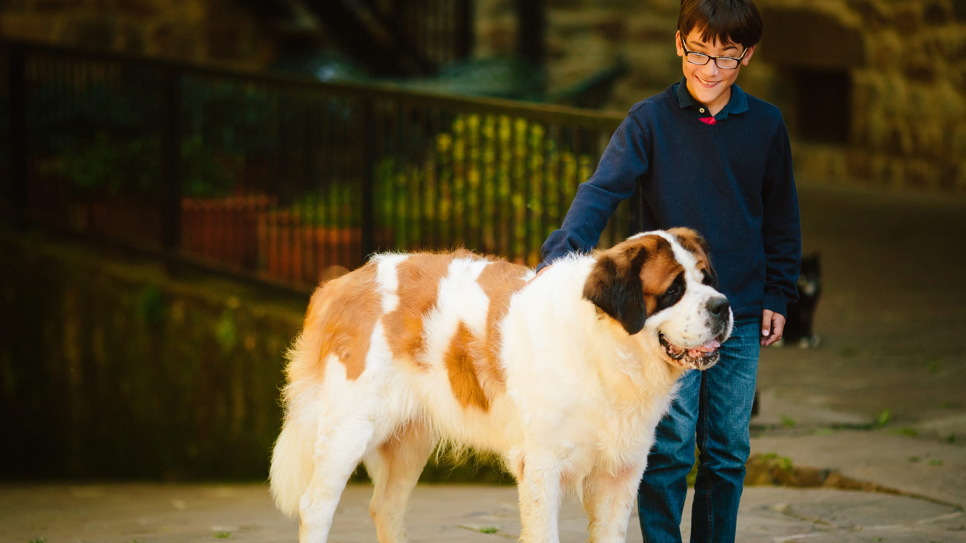 mutuelle saint bernard, assurance saint bernard
