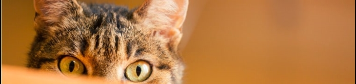 souscrire une mutuelle pour chat