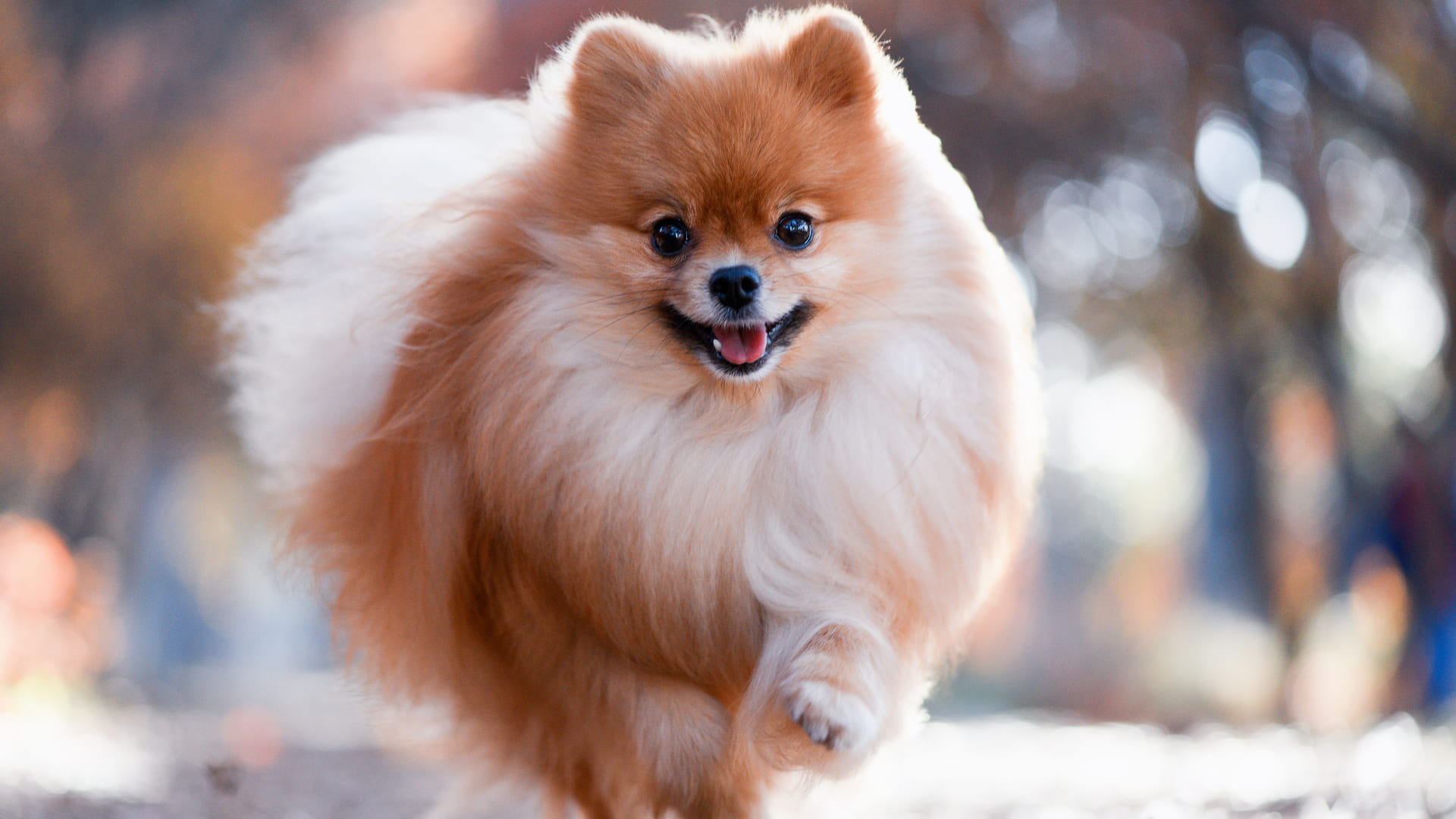 assurance pour un spitz