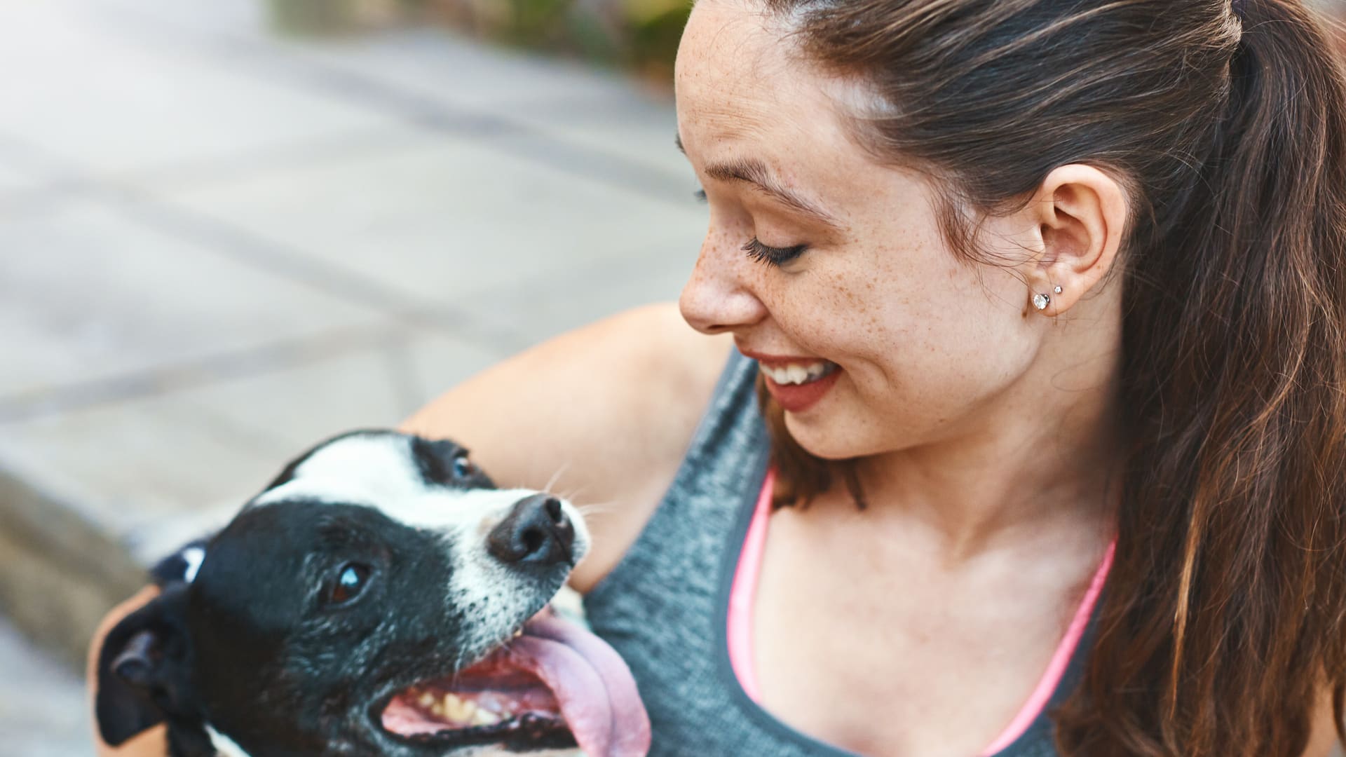 Assurance Staffordshire Bull Terrier