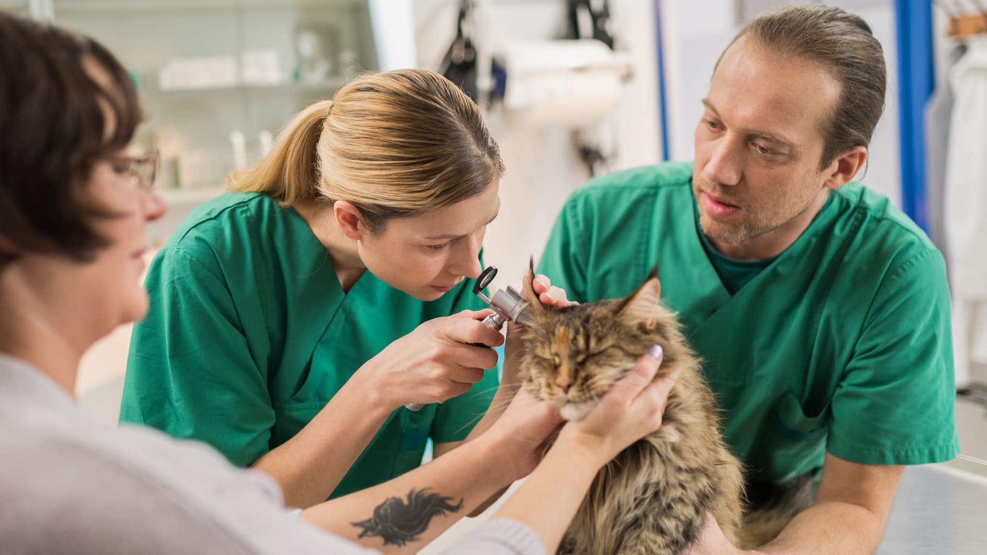 assurance vétérinaire pour chat