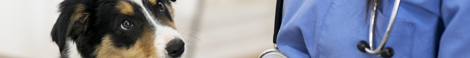 Vétérinaire Pour Tous allège les tarifs des cliniques pour animaux