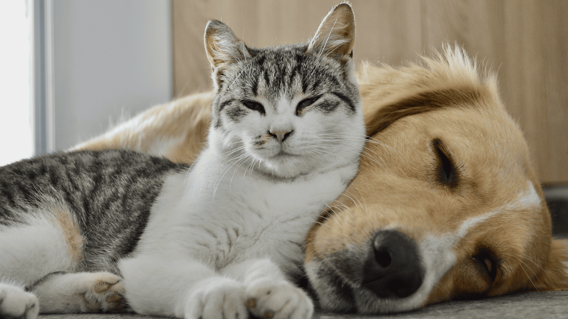 Baromètre de l'assurance animaux septembre 2025